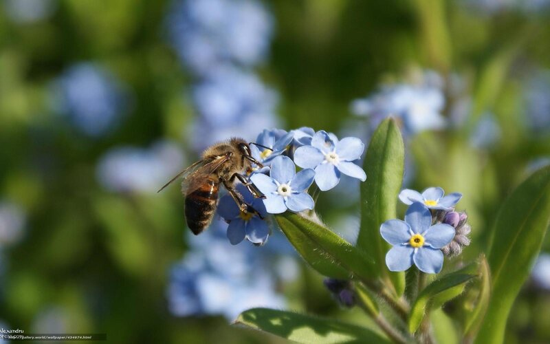 Bee on Blue Flowers — Serene