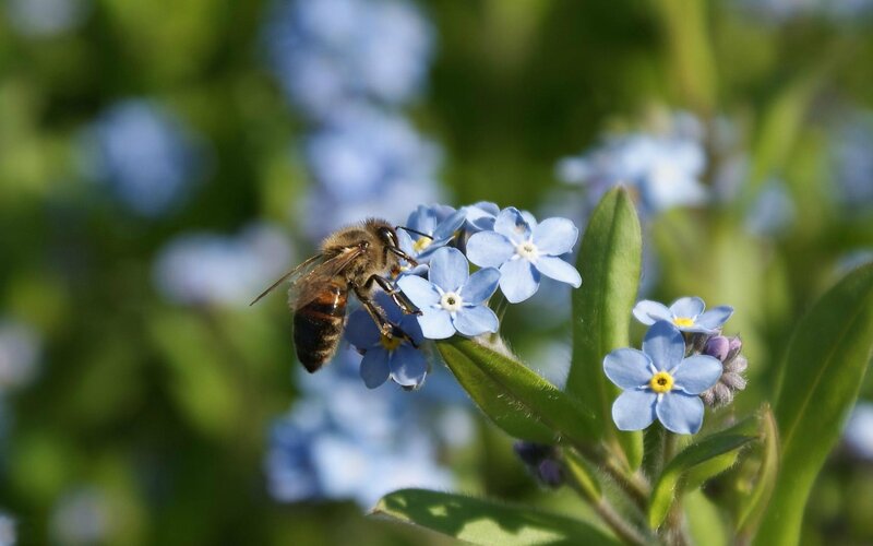 bee on blue flowers