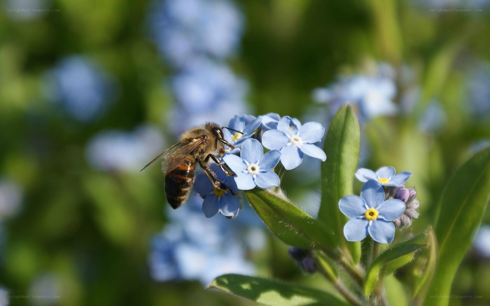 bee on blue flowers