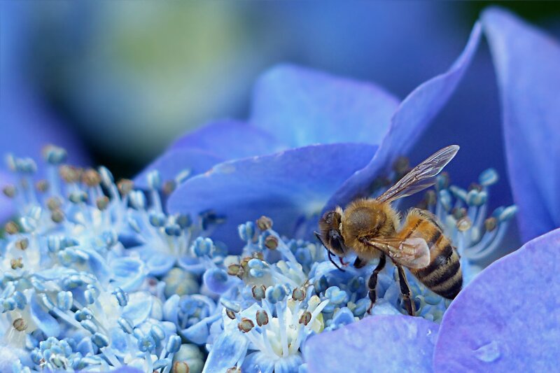 bee on blue hydrangea flower
