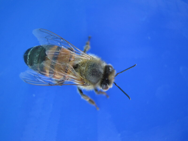 bee on blue surface