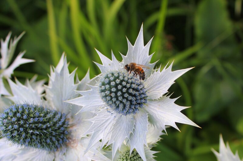 Bee on Blue Thistle