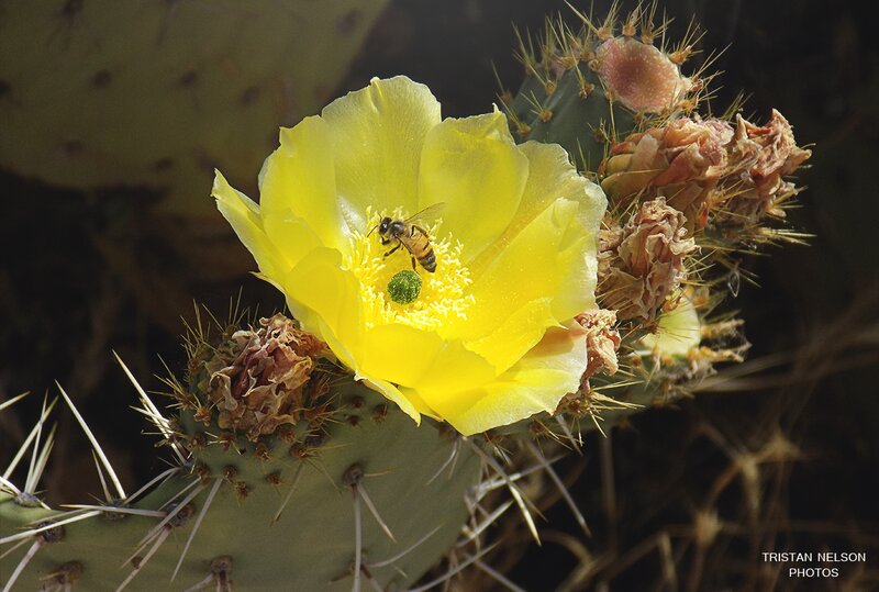 Bee on Cactus Flower — Yellow, Natural, Afternoon