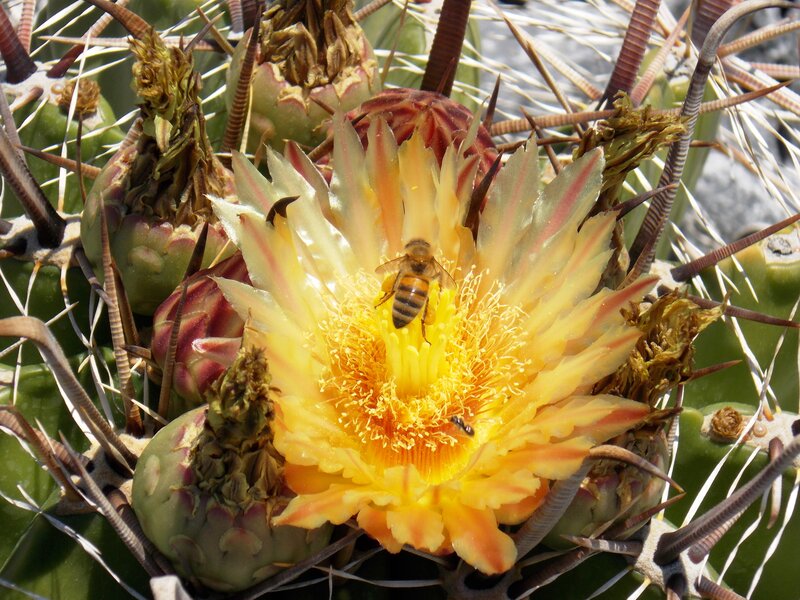 Bee on Cactus Flower — Yellow, Natural