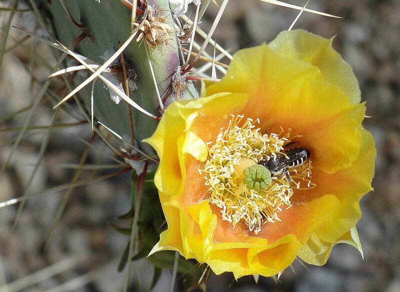 Bee on Cactus Flower — Yellow