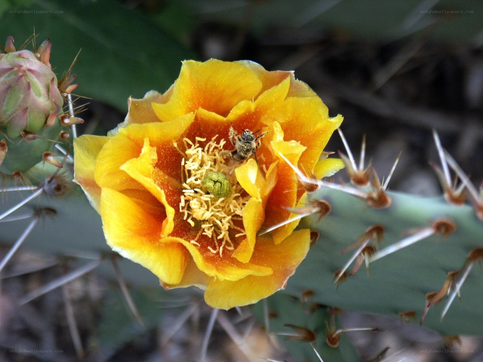 bee on cactus flower