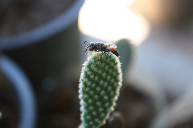 Bee on Cactus Pad