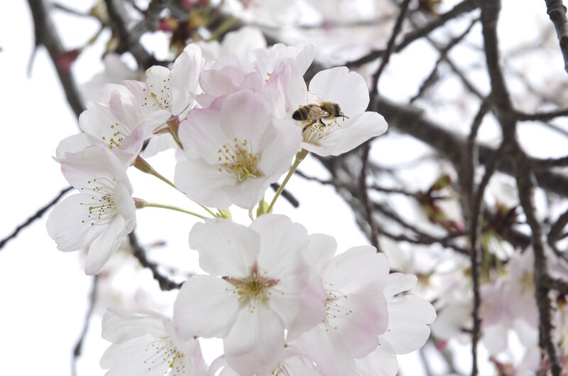 bee on cherry blossom