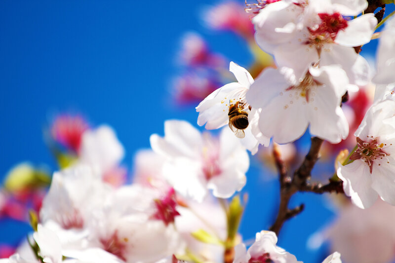 Bee on Cherry Blossom — Blue