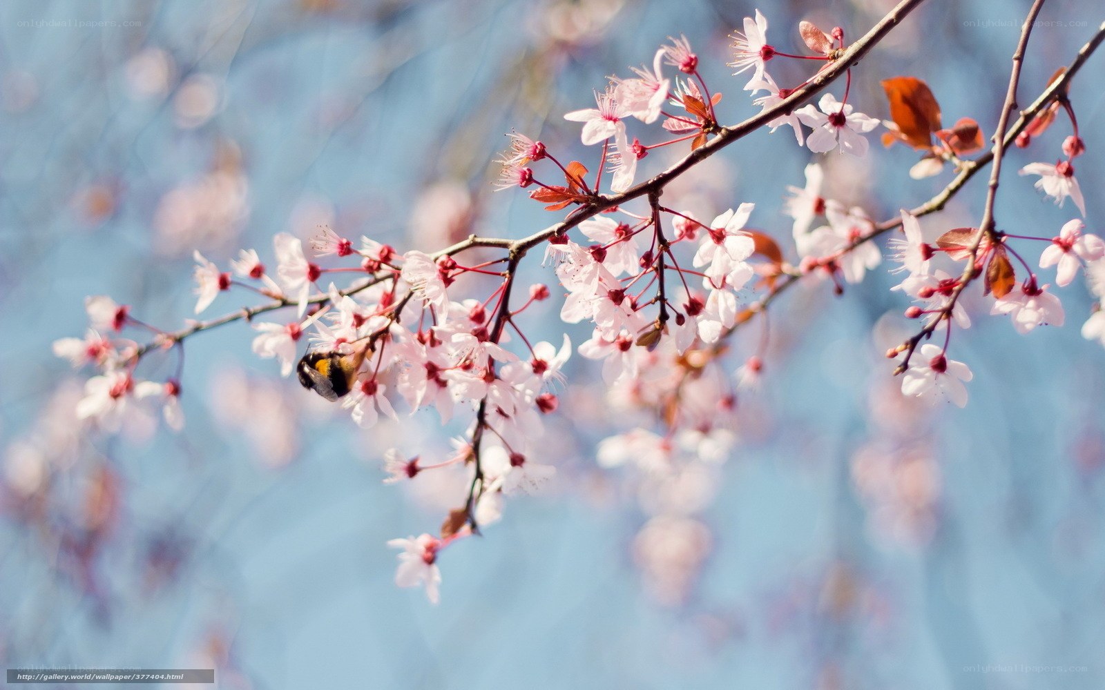 Bee on cherry blossom branch
