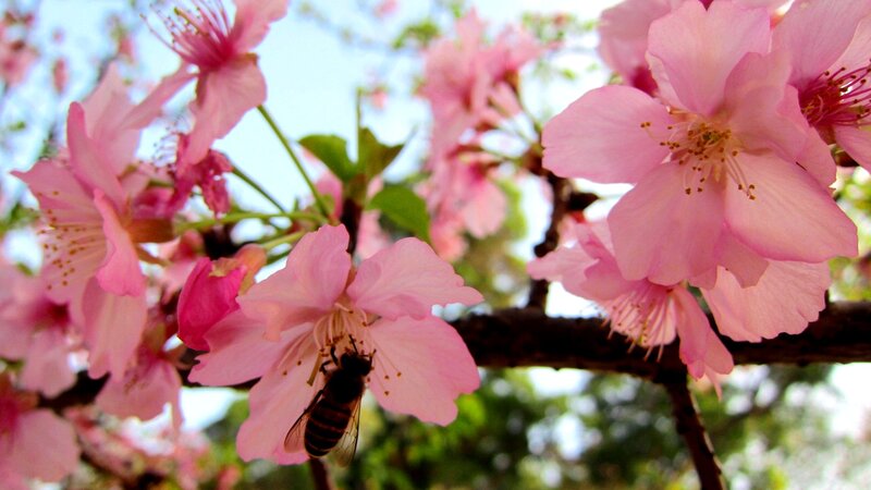 Bee on Cherry Blossom — Pink