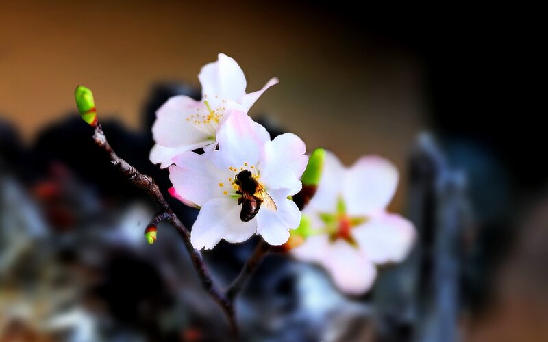 Bee on Cherry Blossom — White, Serene, Spring, Photograph