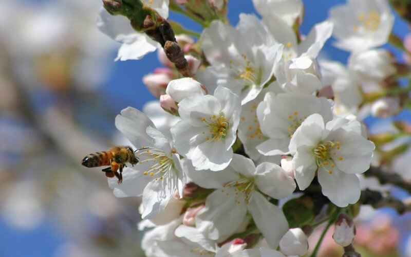Bee on Cherry Blossom — White, Serene