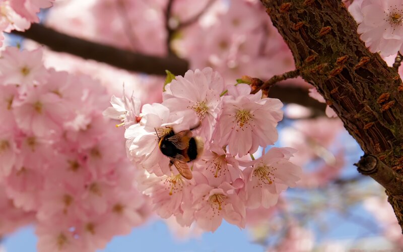 bee on cherry blossoms