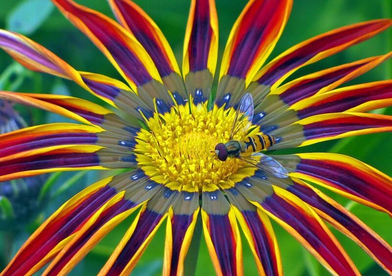 bee on colorful flower