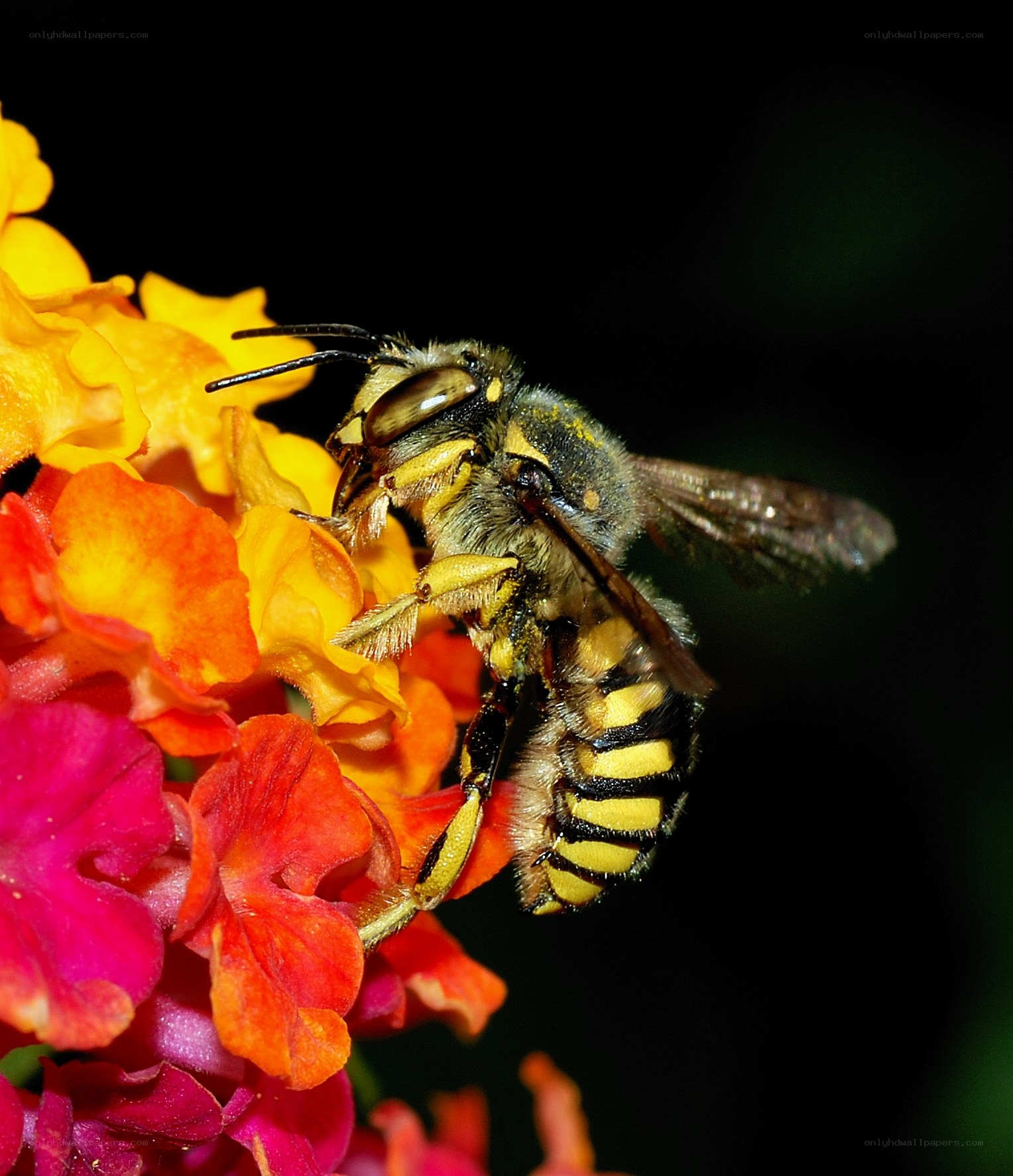 bee on colorful flower