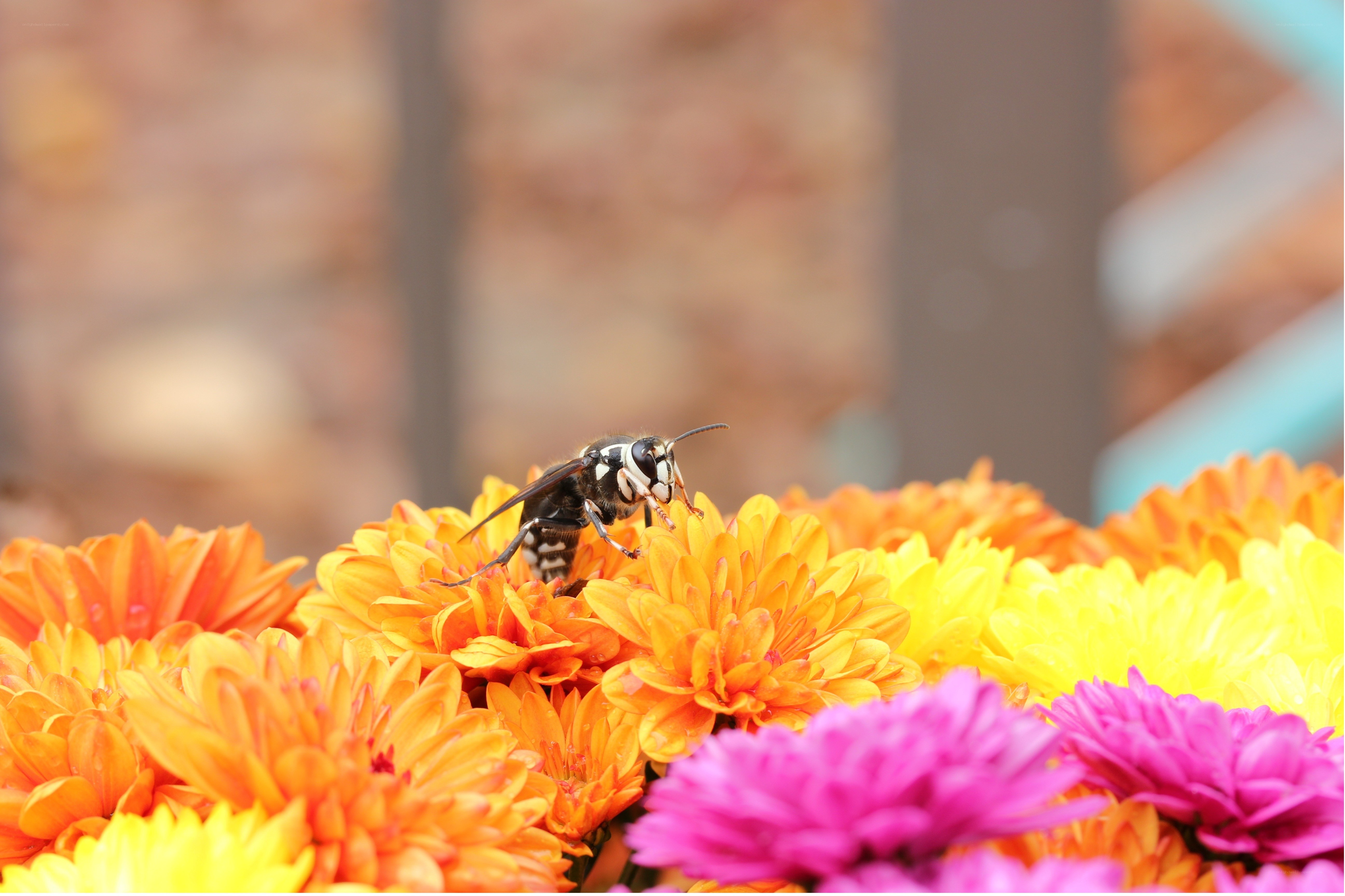 bee on colorful flowers