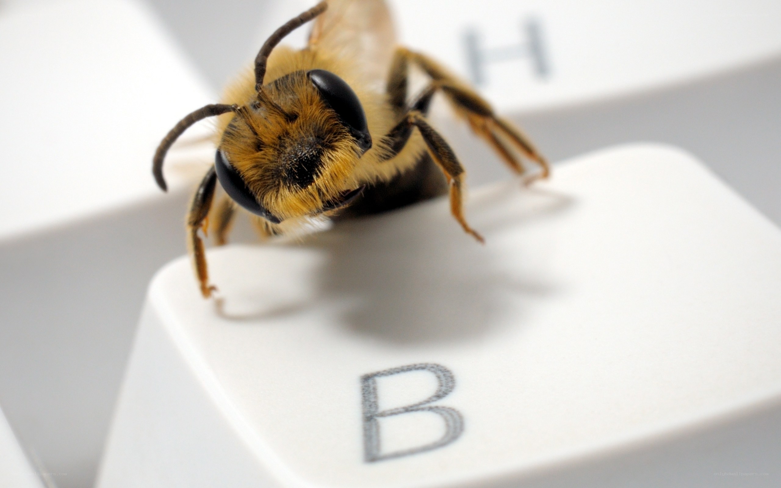 bee on computer keyboard
