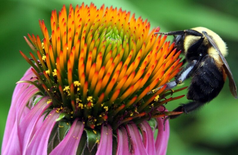 bee on coneflower