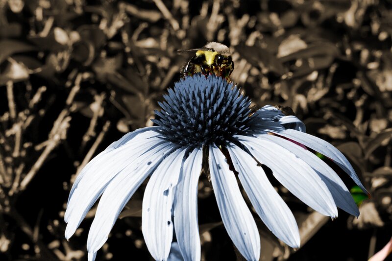 Bee on Coneflower — Blue