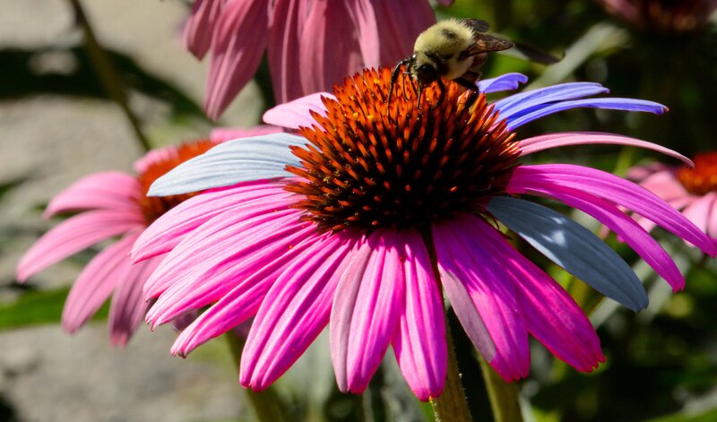 Bee on Coneflower — Pink, Calm, Afternoon