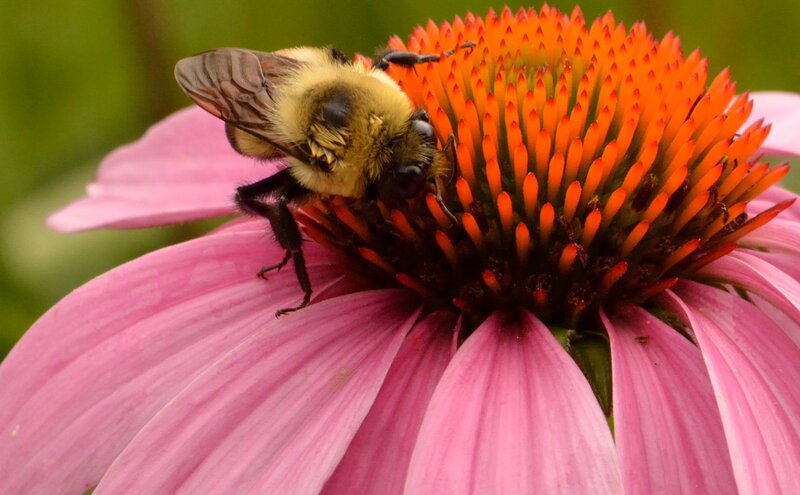 Bee on Coneflower — Pink, Calm