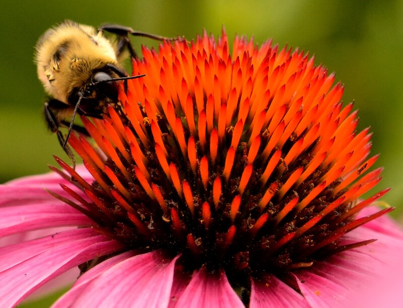 Bee on Coneflower — Pink, Natural