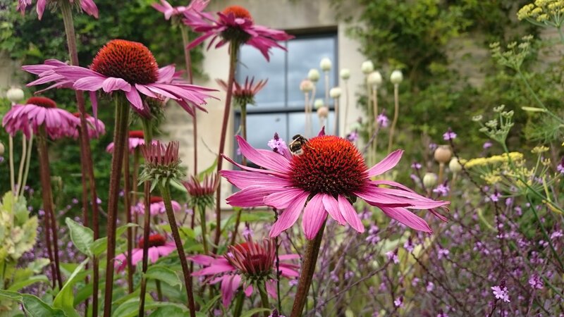 Bee on Coneflower — Pink, Serene, Summer