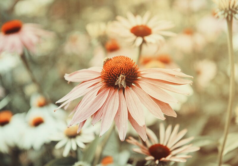 Bee on Coneflower — Pink, Serene