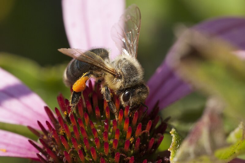 Bee on Coneflower — Purple