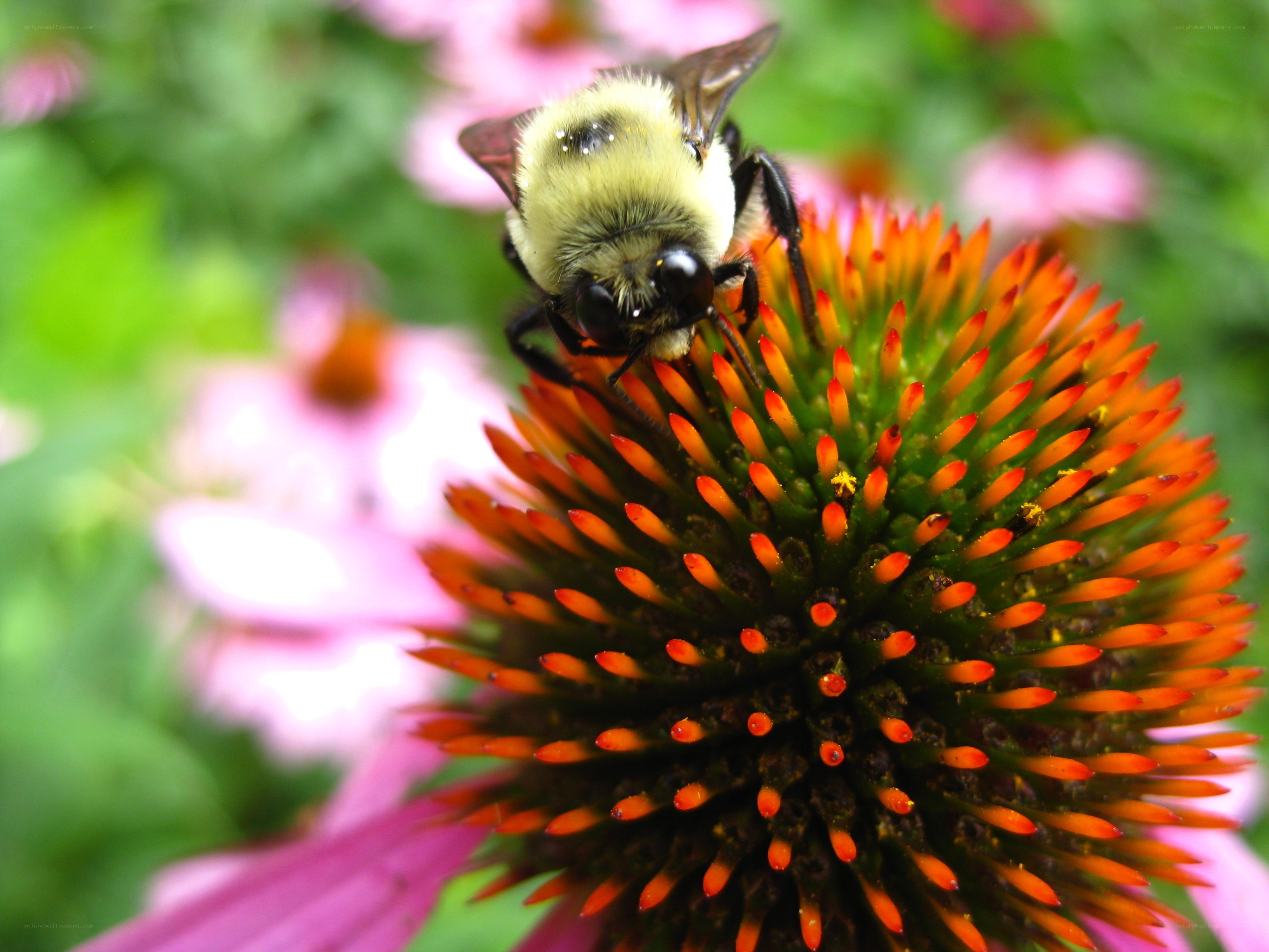 bee on coneflower
