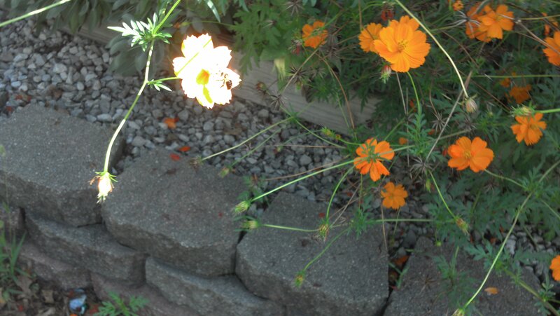 Bee on Cosmos Flower