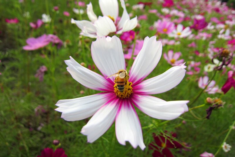 Bee on Cosmos Flower — White