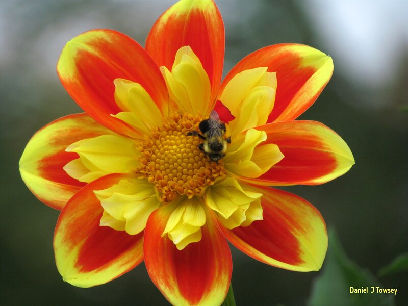 Bee on Dahlia Flower