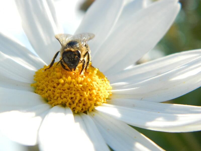 Bee on Daisy Flower