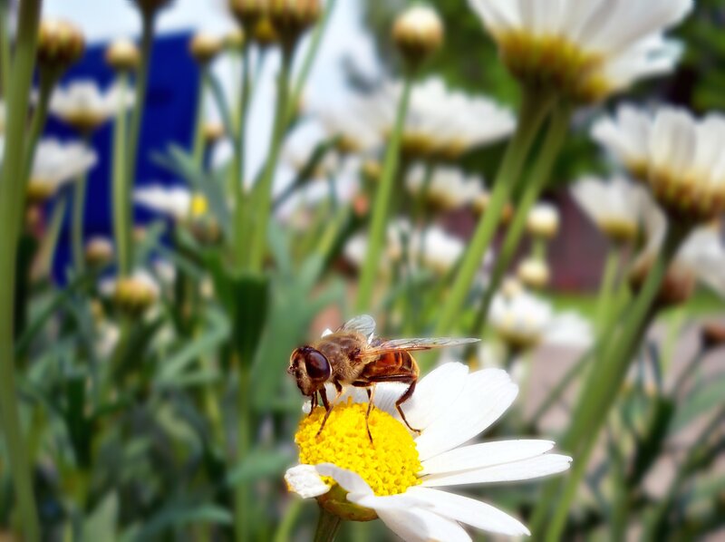 Bee on Daisy Flower — White, Calm, Afternoon, Photograph, Insect, Green Stems