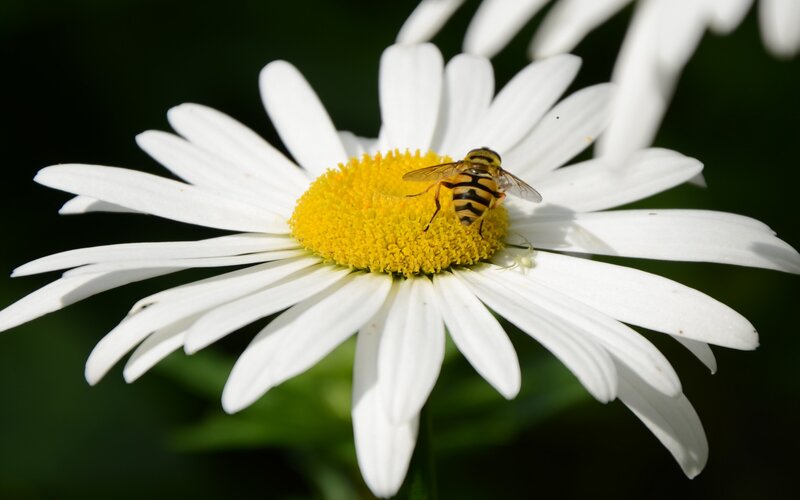 Bee on Daisy Flower — White, Calm, Afternoon, Photograph