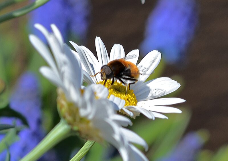 Bee on Daisy Flower — White, Calm, Afternoon
