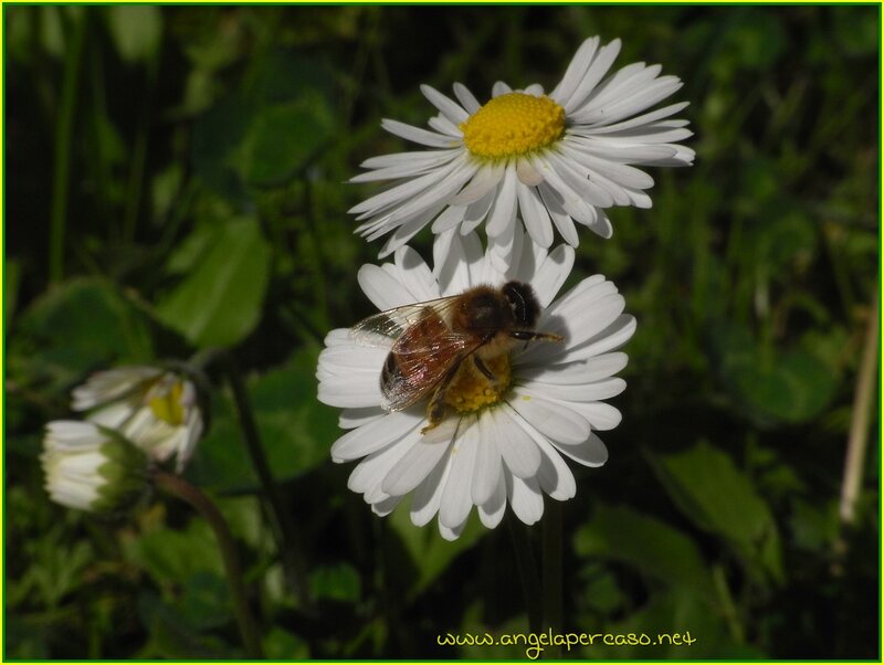 Bee on Daisy Flower — White, Calm