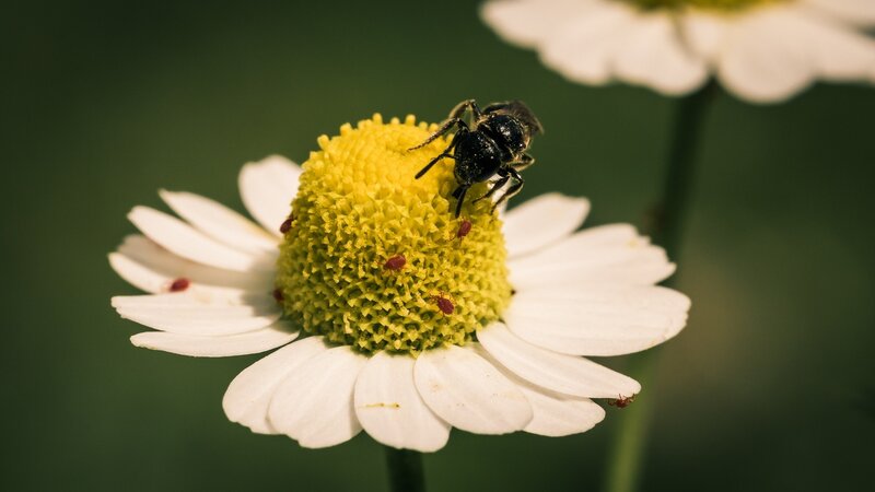 Bee on Daisy Flower — White, Natural