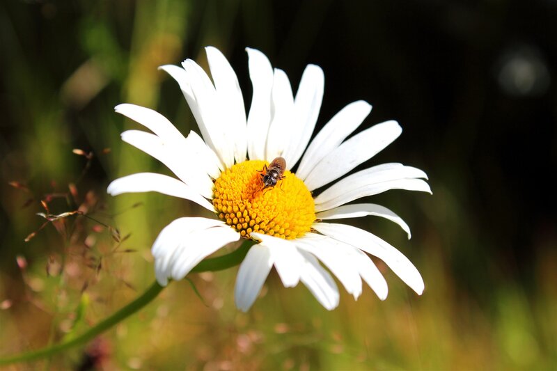 Bee on Daisy Flower — White, Serene, Afternoon