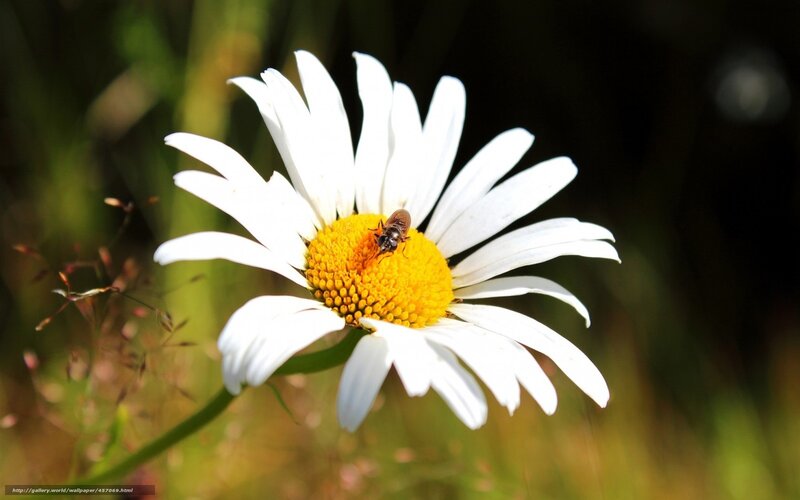 Bee on Daisy Flower — White, Serene
