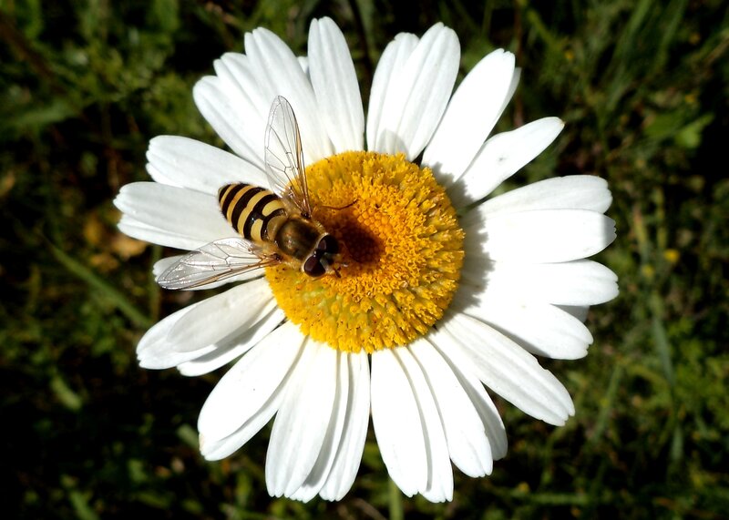 Bee on Daisy Flower — White