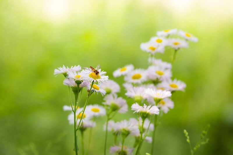 Bee on Daisy Flowers