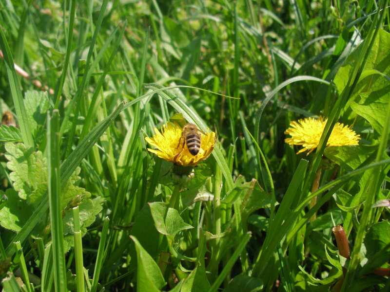Bee on Dandelion Flower