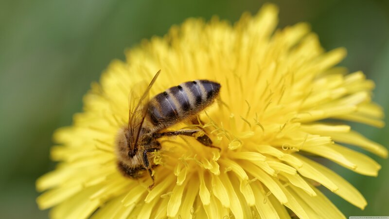 Bee on Dandelion Flower — Yellow, Calm, Spring