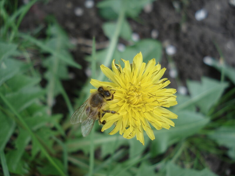 Bee on Dandelion Flower — Yellow, Calm