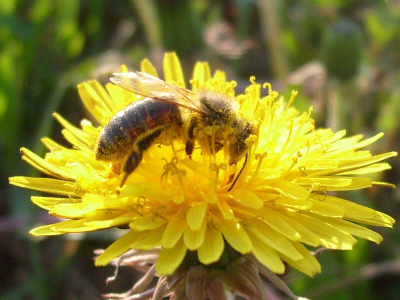 Bee on Dandelion Flower — Yellow, Natural, Afternoon, Photograph, Insect, Pollen