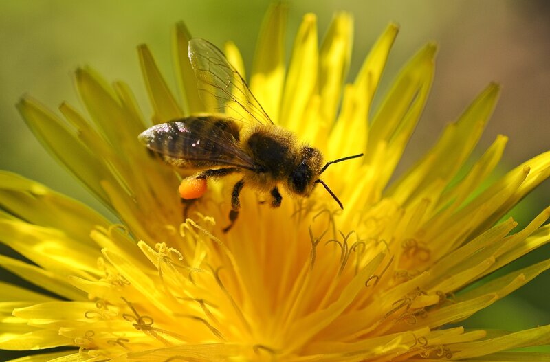 Bee on Dandelion Flower — Yellow, Natural, Afternoon, Photograph, Pollen