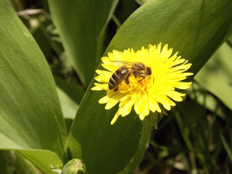 Bee on Dandelion Flower — Yellow, Natural, Afternoon, Photograph